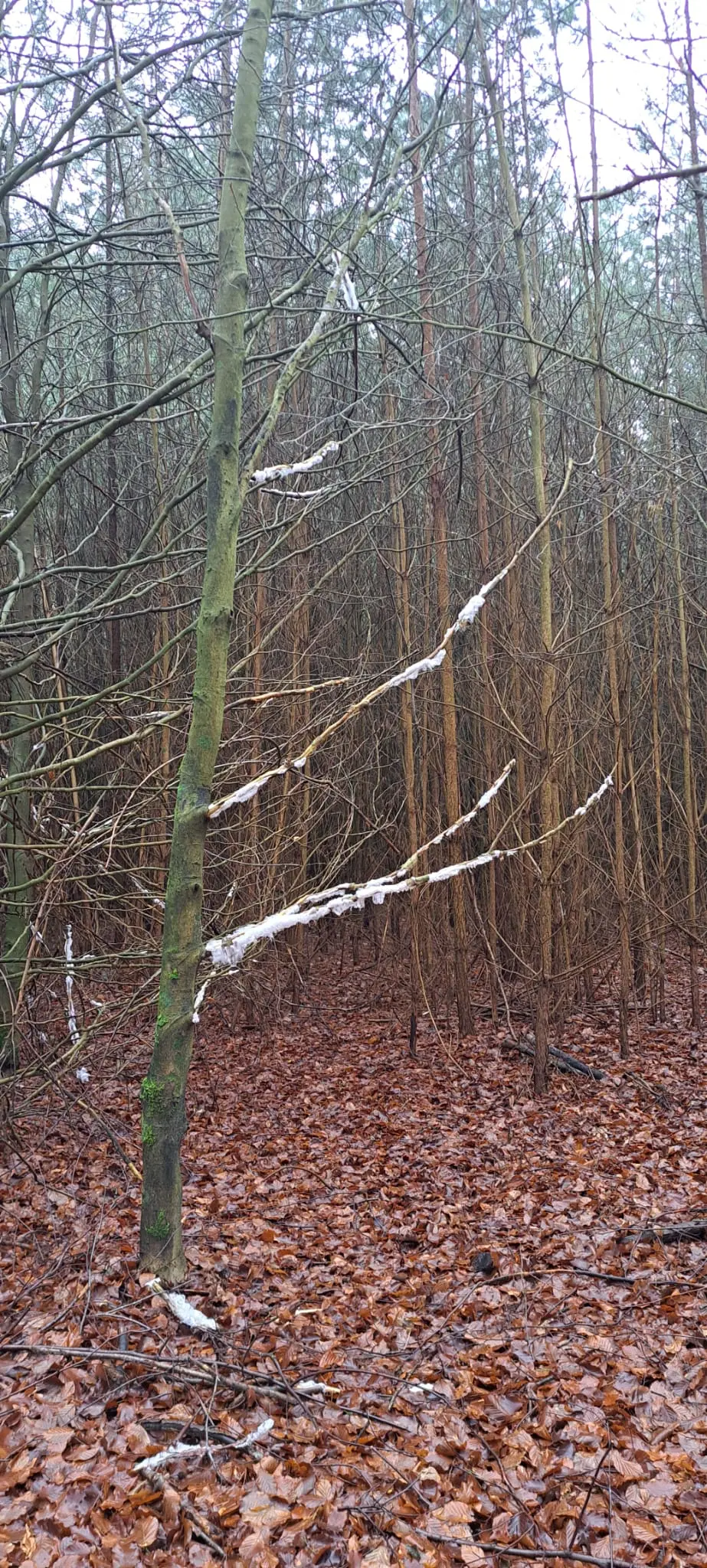 Deze boom zit vol met ijshaar - Grieta Spannenburg