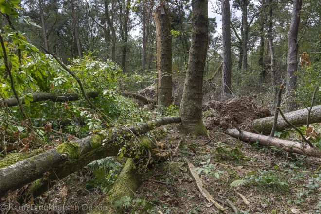 Schade in de bossen van het Dwingelderveld - Karin Broekhuijsen