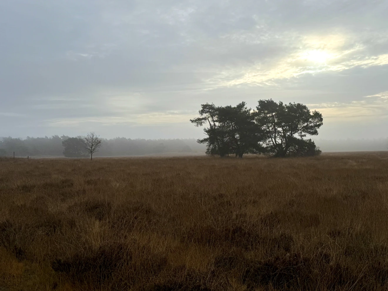 Nevelige start op het Leersumse veld - Michiel de Vries