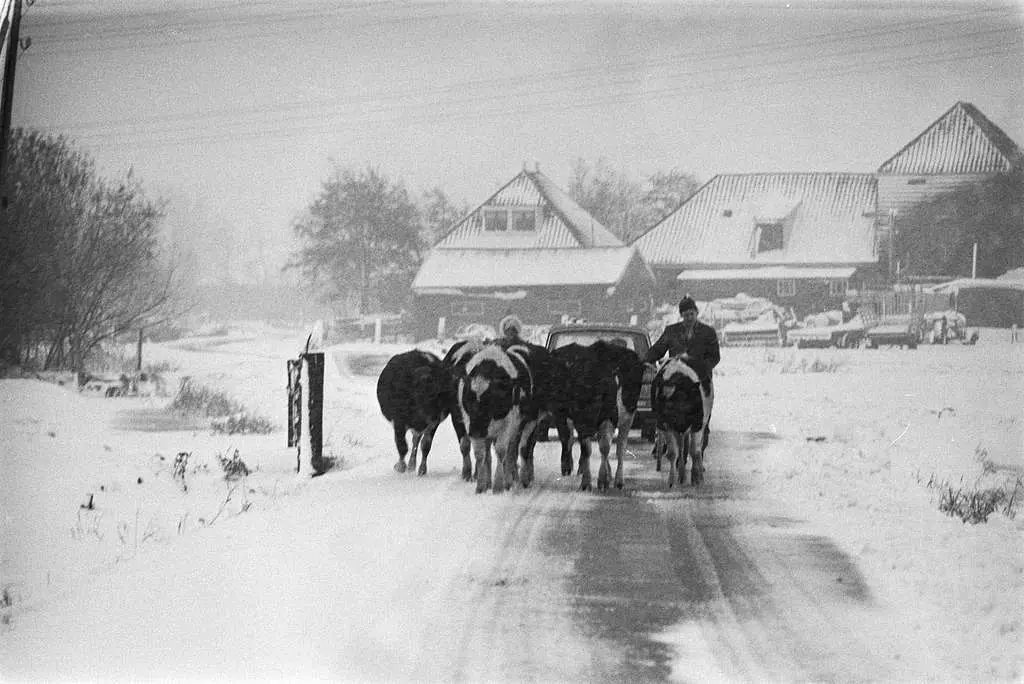 Een boer brengt zijn koeien vanwege de plotselinge sneeuwval terug naar de stal - Rob C. Kroes