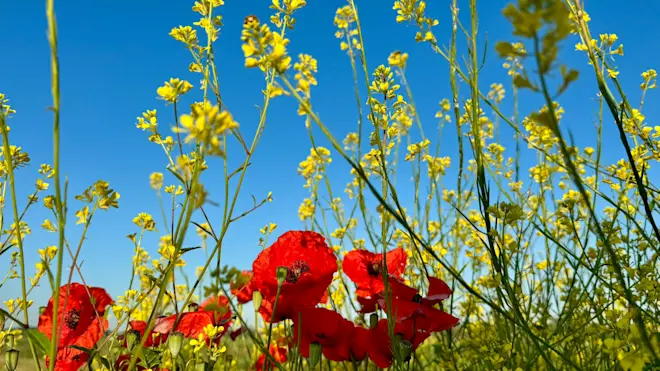 We bevinden ons in het heetste deel van de huidige periode, maar de natuur staat er nog mooi bij - Jolanda Bakker