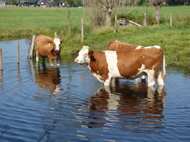 De koeien hebben het ook warm en zoeken het water op - Chris Meewis