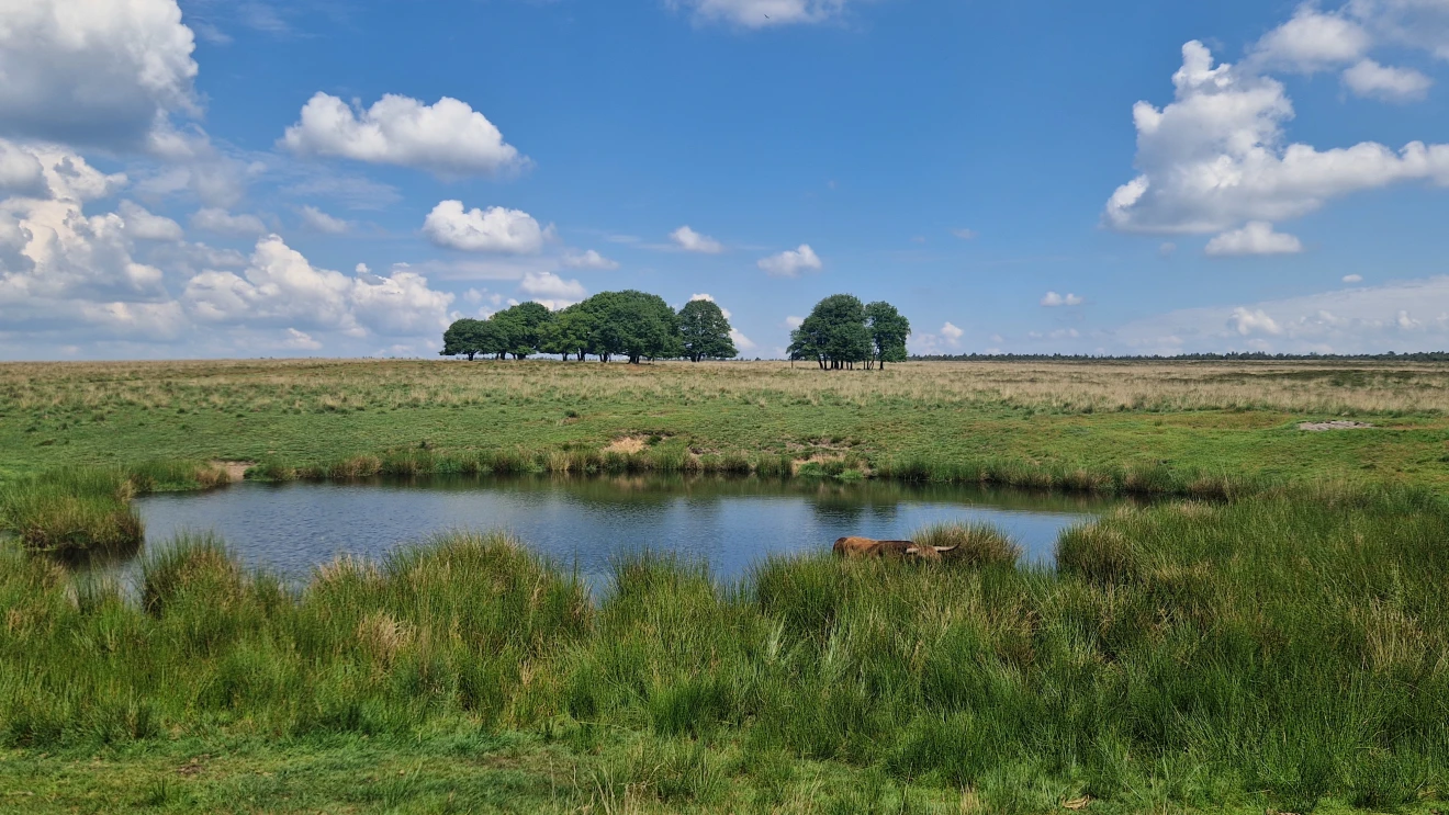 Veel meertjes staan weer vol. Foto: Reinout van den Born.