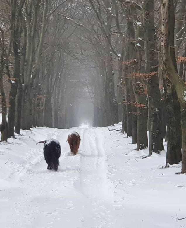 Twee hooglanders lopen in februari 2021 door de sneeuw op de Veluwezoom, in de buurt van Terlet.