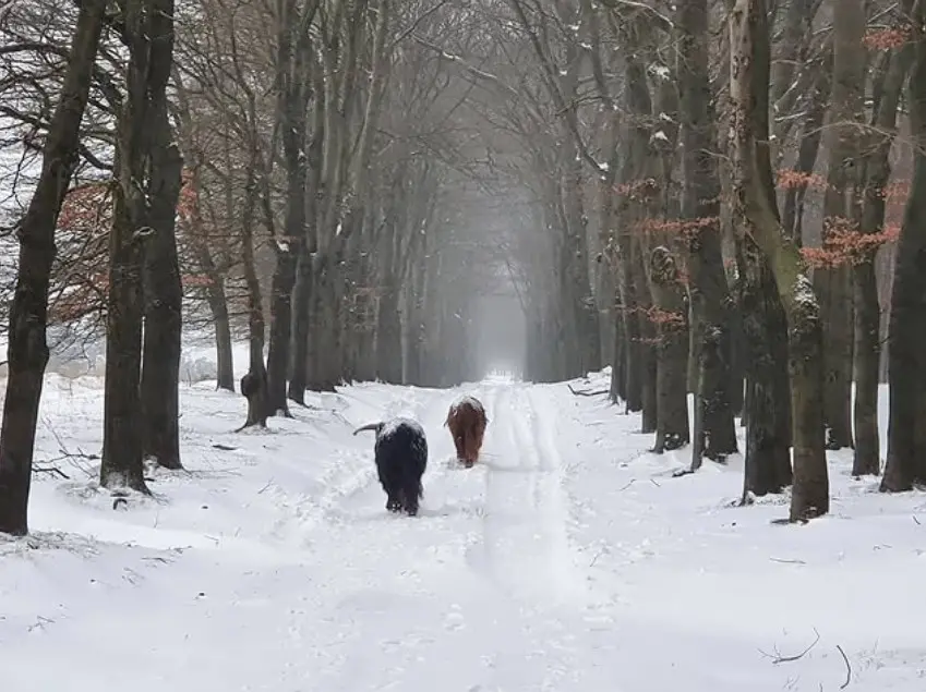 Hooglanders in de sneeuw bij Arnhem - Reinout van den Born