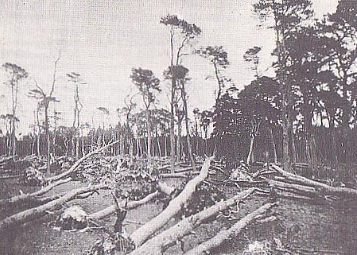 Schade aan de natuur na de storm van 6 november 1921 - jhr. C. Smissaert