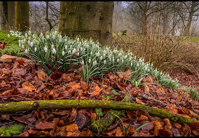 Het lijkt wel lente, maar dat is het nog niet - John Oomen