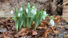 Bij ons is het duidelijk geen winter - Jolanda Bakker