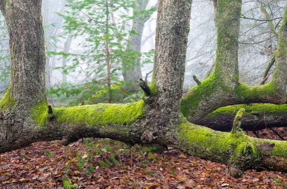 Het stormvak 165 in de bossen bij Exloo in Drenthe - Karin Broekhuijsen