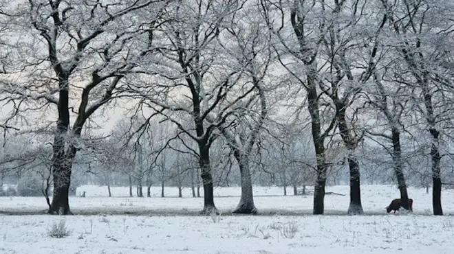 De sneeuw van eind november 2023, hier in de buurt van Arnhem, werd door een Canadian Warming veroorzaakt - Reinout van den Born