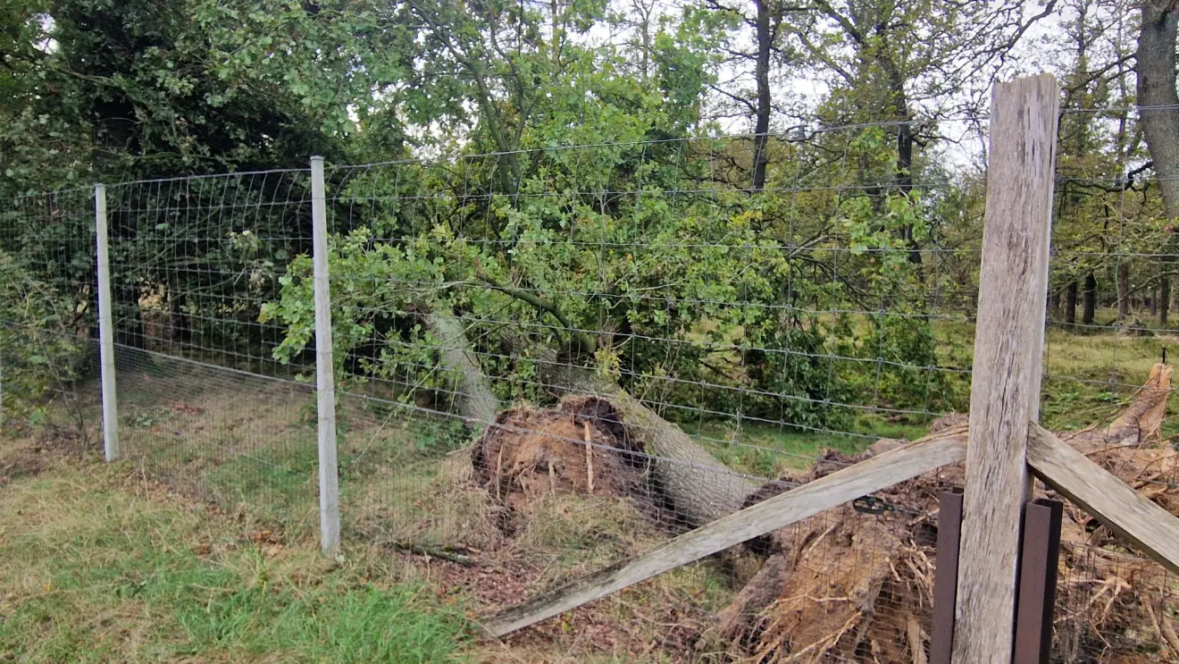 Ook dieper het bos in, blijken hier nog bomen te zijn omgewaaid - Reinout van den Born