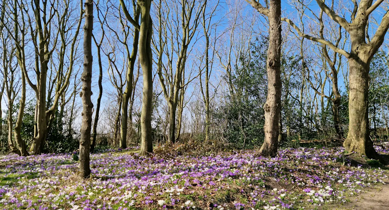 Veel krokussen op Texel - Frans Alderse Baas