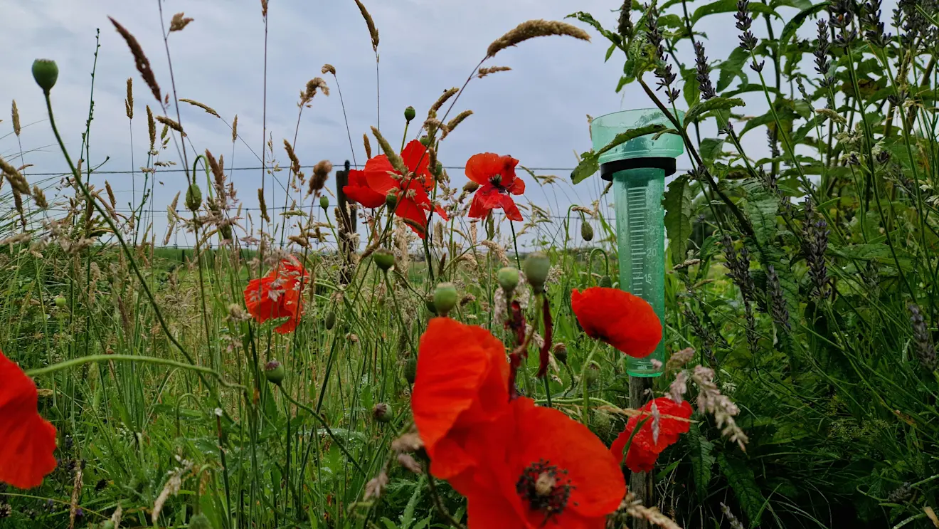 Regenachtige start op Texel - Frans Alderse Baas