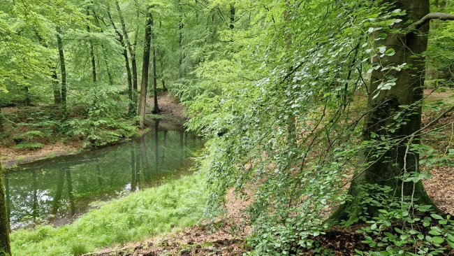 Blad aan de bomen in bos bij Velp