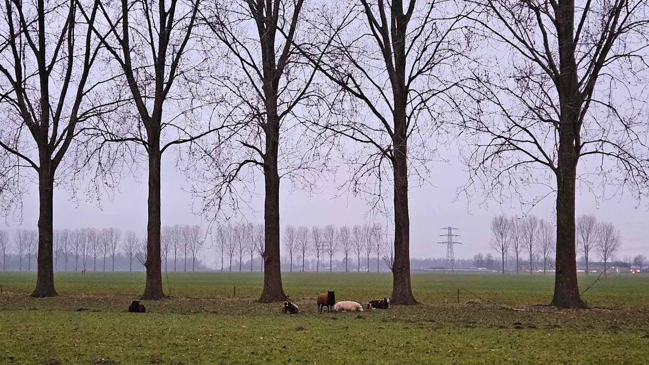 Het was vanochtend weer grijs in Nederland - Nely van Frankenhuyzen