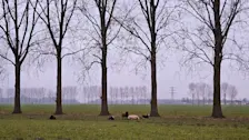 Het was vanochtend weer grijs in Nederland - Nely van Frankenhuyzen