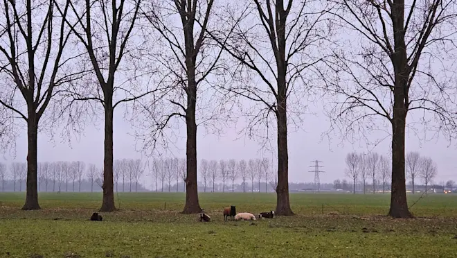 Het was vanochtend weer grijs in Nederland - Nely van Frankenhuyzen