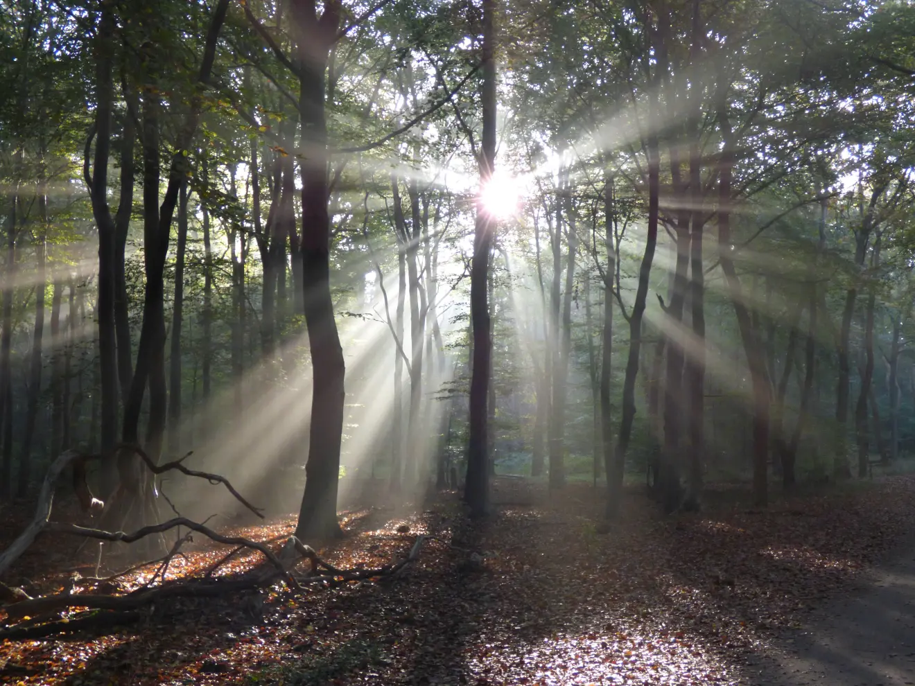 Zonneharpen tussen de bomen - Chris Meewis