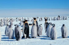 Kaiserpinguine mit Jungen Giuseppe Zibordi