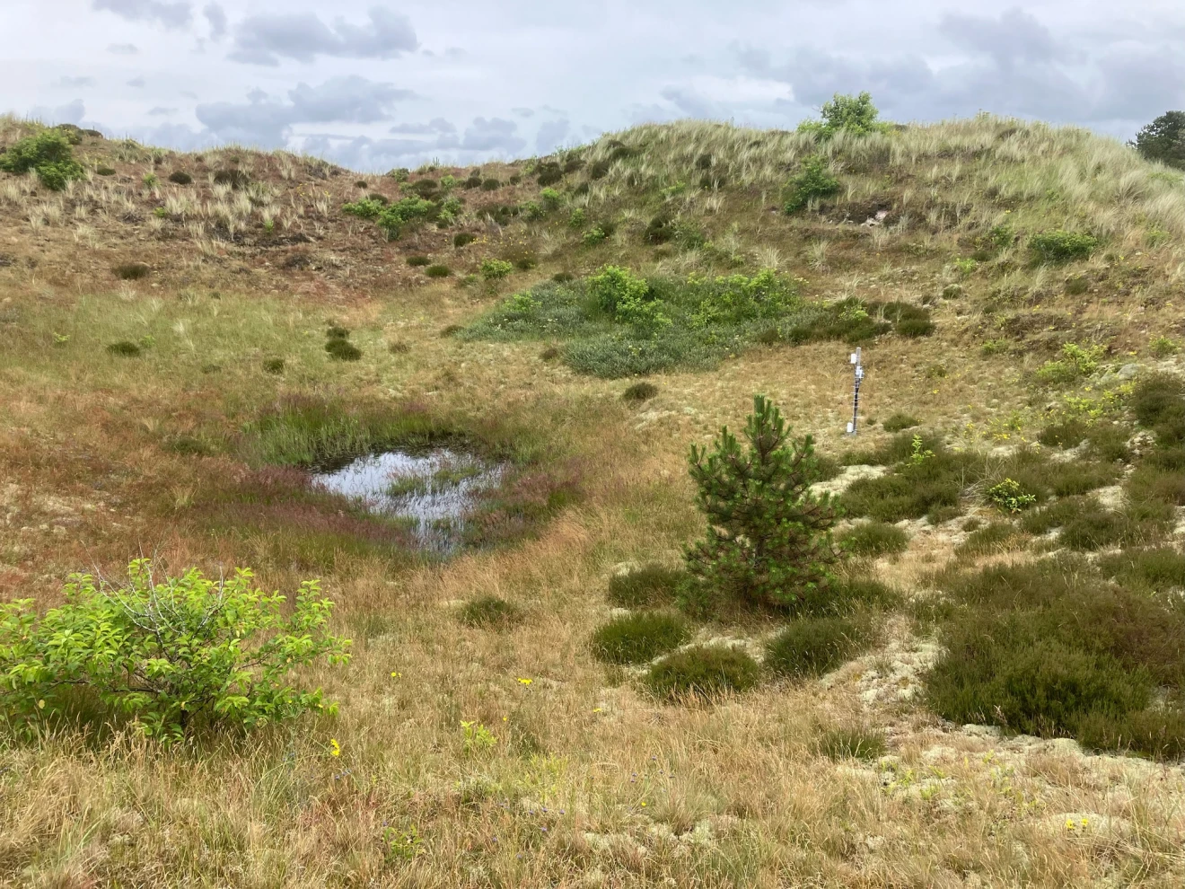 Meetstation Vogelmeer 3 in de Schoorlse duinen - Pieter Bliek