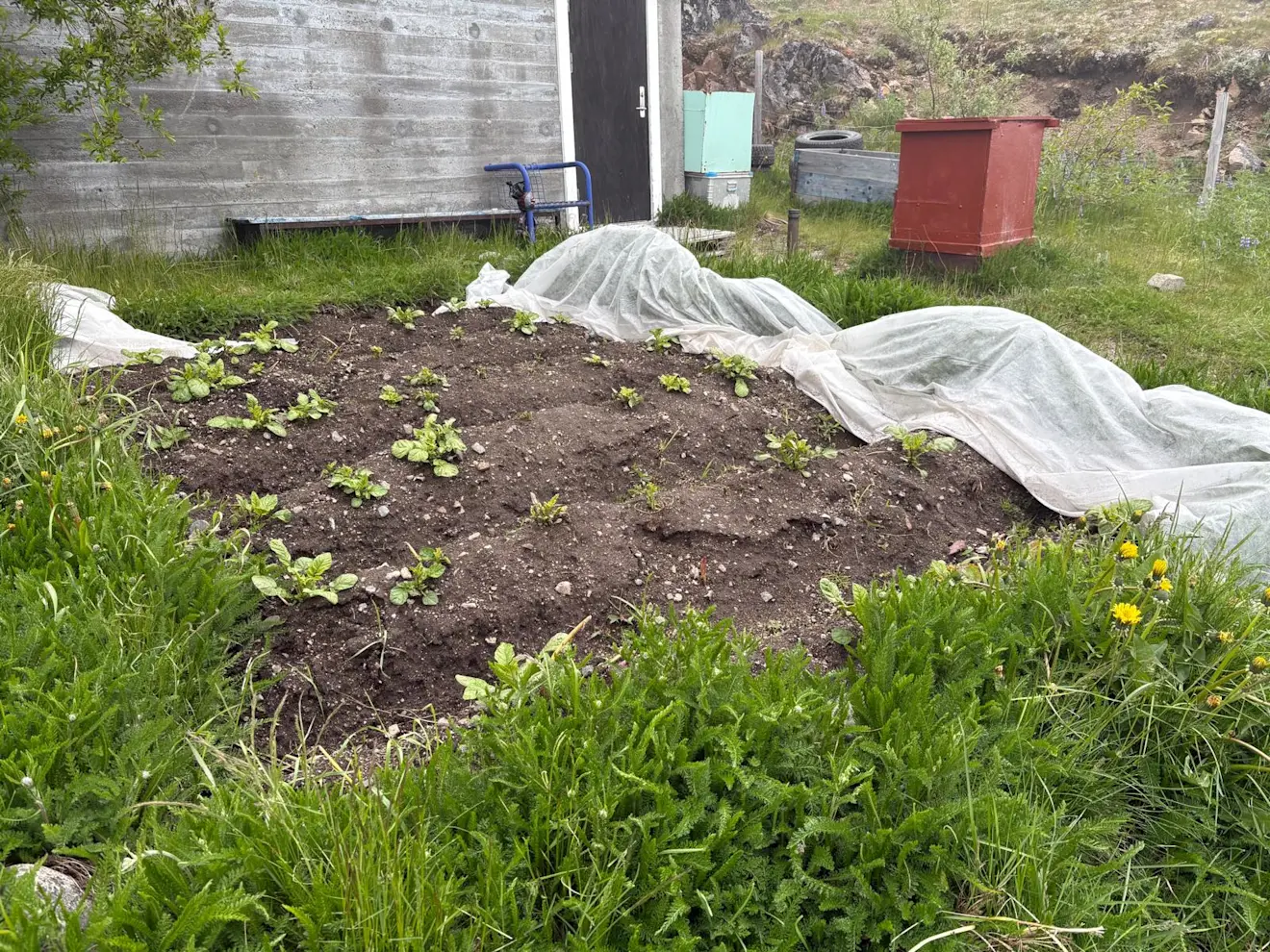 Groenten verbouwen in de tuin - Pieter Bliek