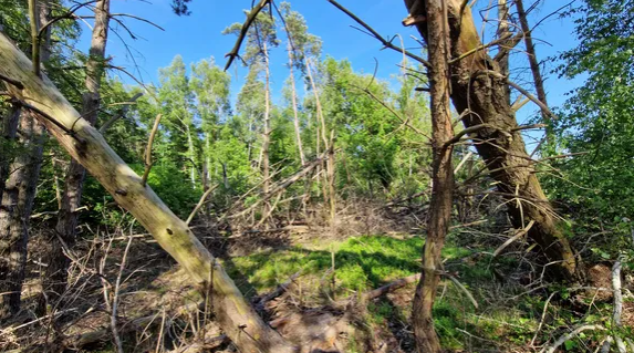 De schade in de natuur van de tornado van toen is nog altijd zichtbaar. Foto: Reinout van den Born.