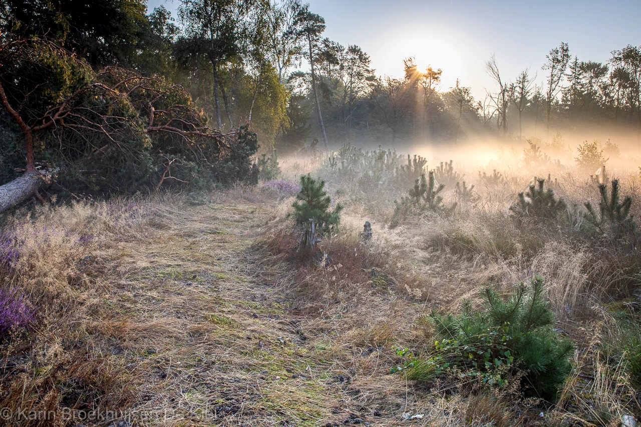 Een omgewaaide boom en bloeiende heide in de ochtendnevel - Karin Broekhuijsen