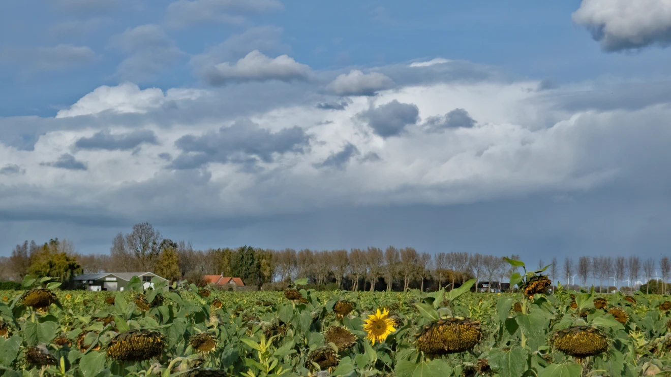 Een bloeiende zonnebloem, met op de achtergrond een winterse bui - Simone Genna