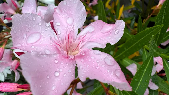 Natte bloemen waren er de afgelopen dagen te kust en te keur - Jolanda Bakker