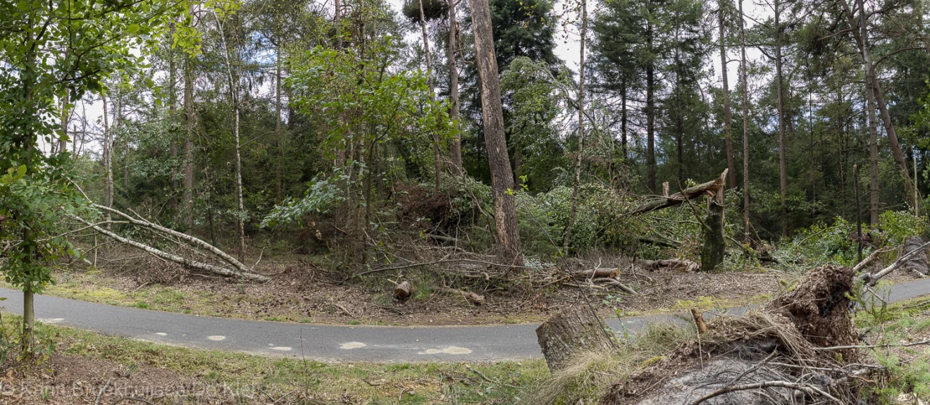 Hier liggen de bomen steeds dwars op de bewegingsrichting van de veroorzaker van de schade - Karin Broekhuijsen