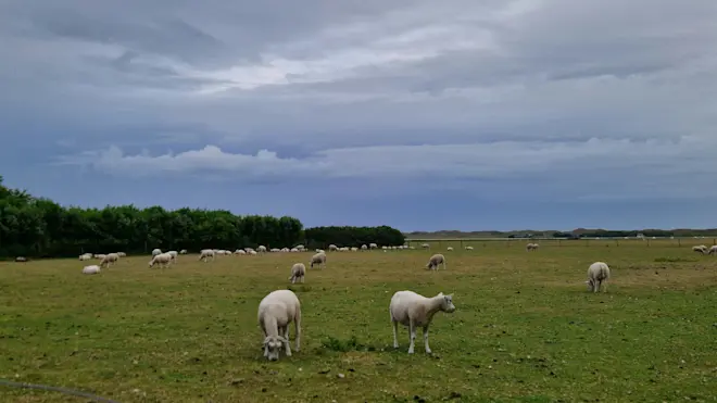 Winderig en regenachtig, vanochtend op Texel - Frans Alderse Baas