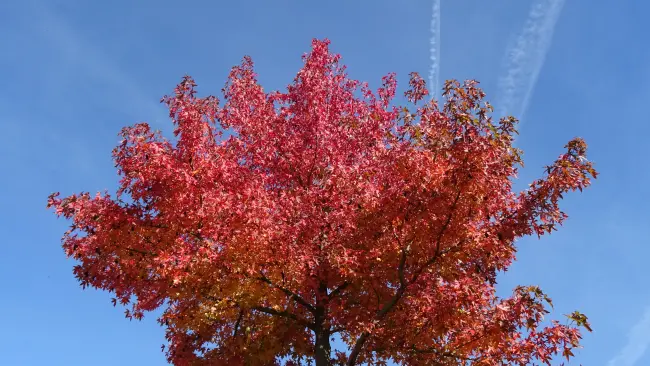 Herfst Albert