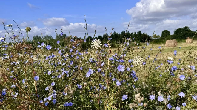 Bloemen, de zon daarboven en een stapelwolk, zo zal het er de komende tijd vaak uitzien - Jolanda Bakker