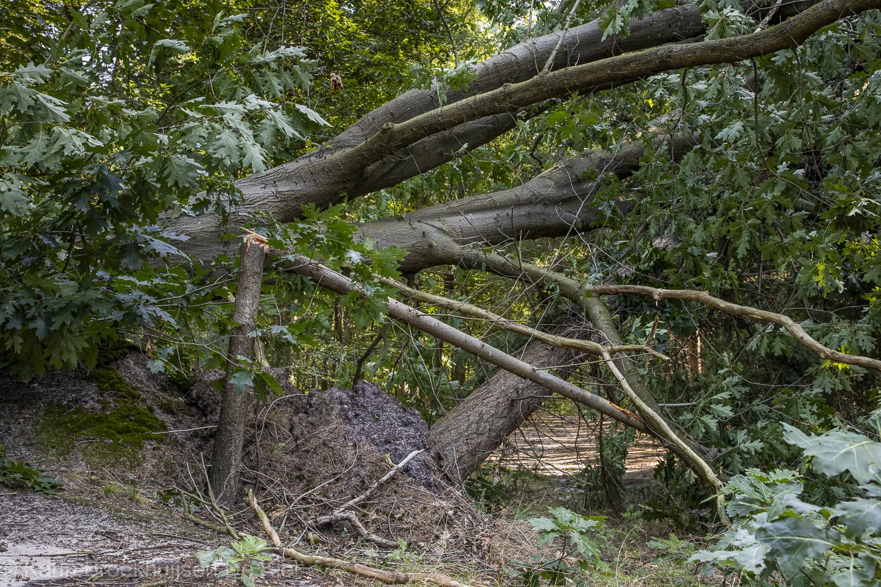 Veel van de bomen bij het Gasselterveld die zijn omgewaaid, zijn Amerikaanse eiken. Ze hebben grote bladeren - Karin Broekhuijsen