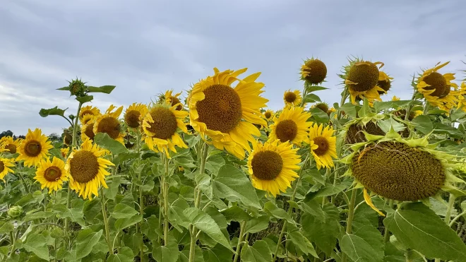 Zonnebloemen in de wind - Jolanda Bakker