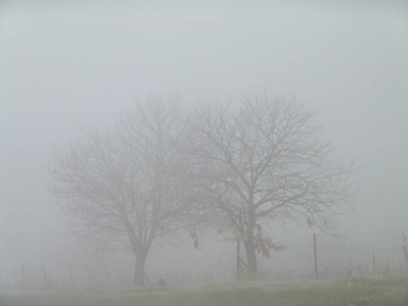 Bomen in dichte mist - Yann Richard