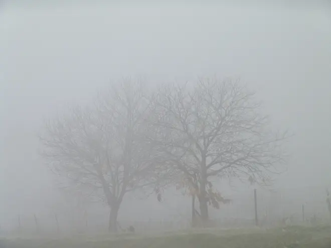 Bomen in dichte mist - Yann Richard