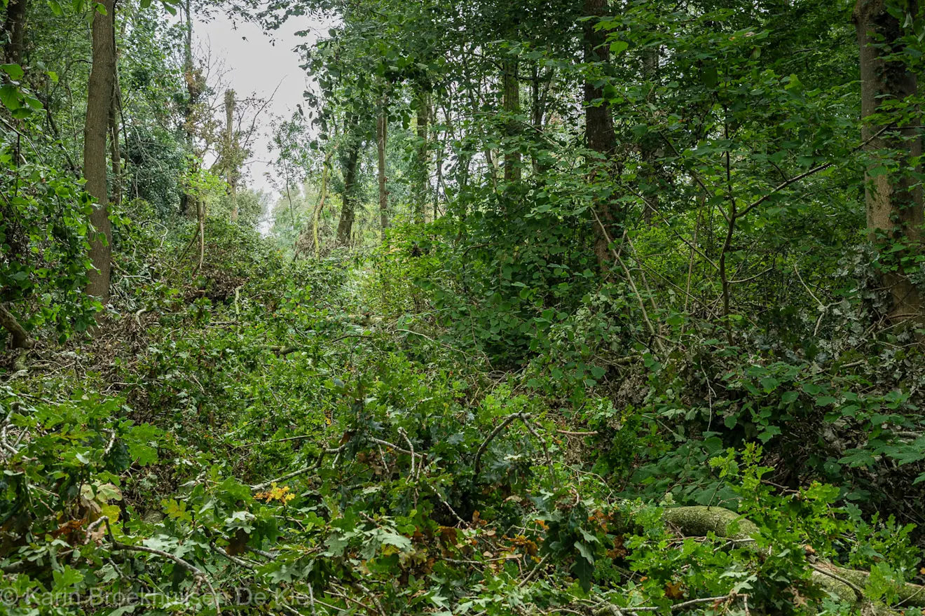 In een bosje aan de rand van een veld, aan de rand van Gieterveen, is een gat geslagen - Karin Broekhuijsen