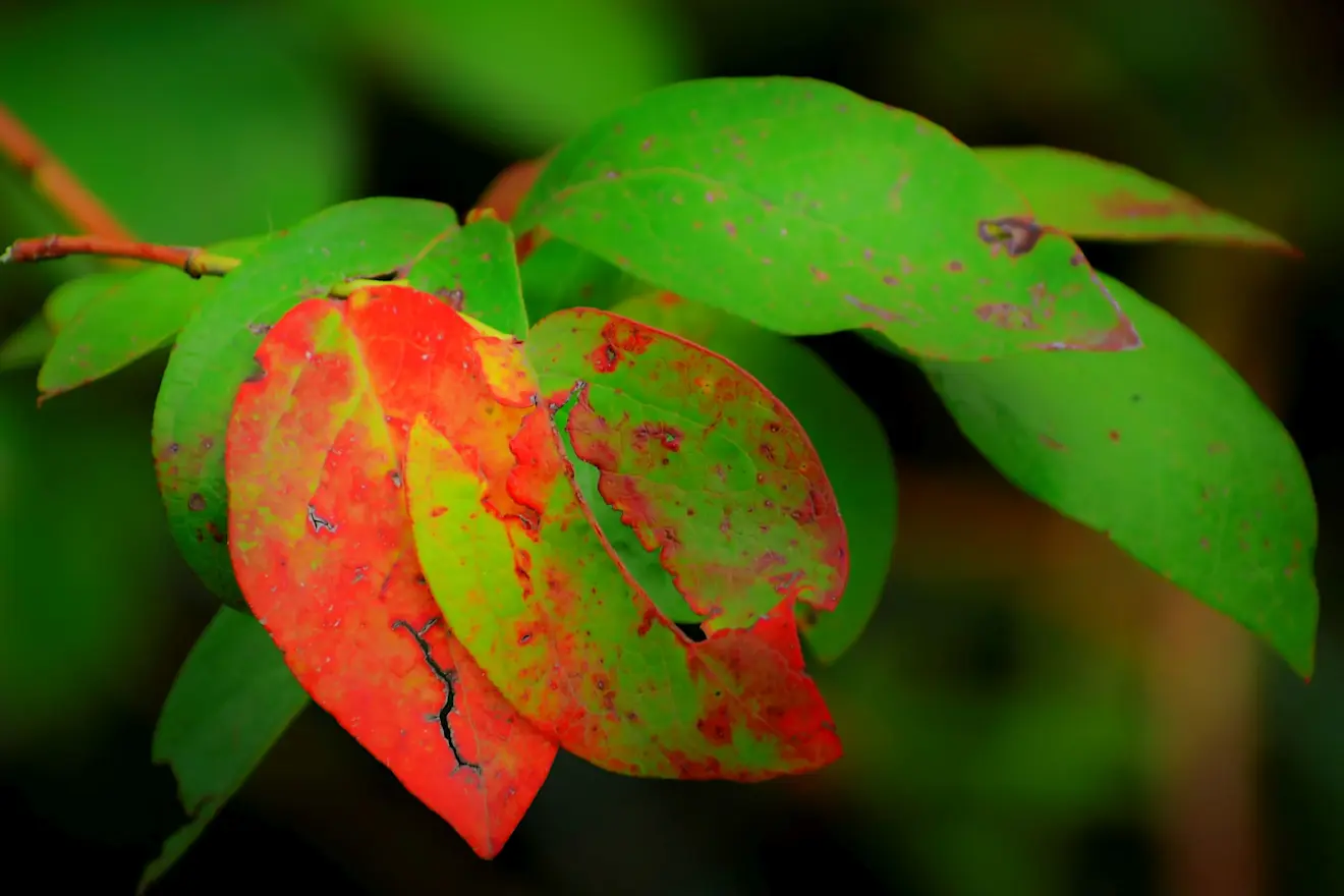 Het is meteorologisch gezien weer herfst in Nederland - Cynthia van Leusden.