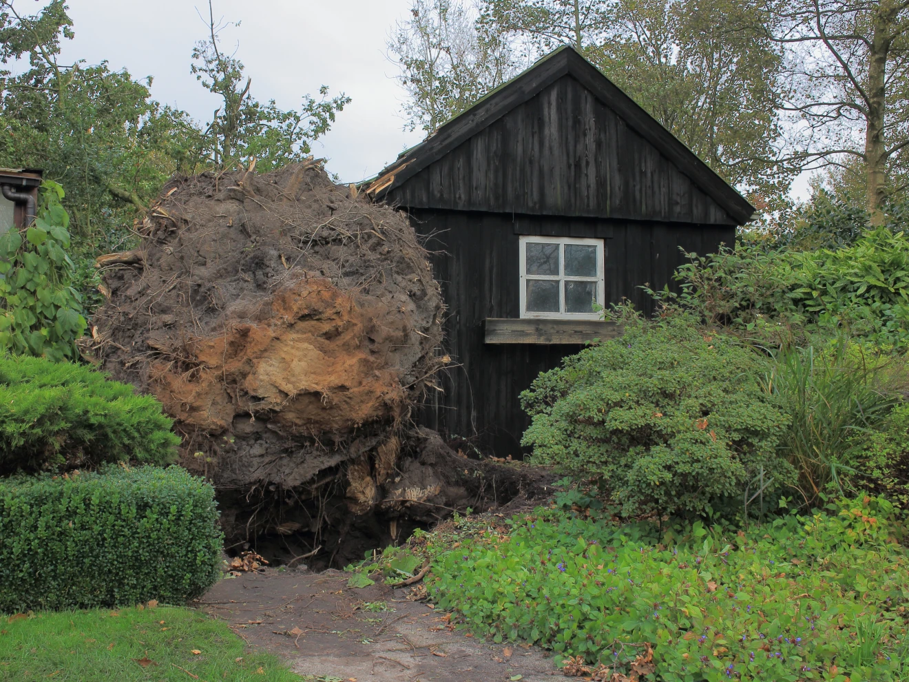 Een omgewaaide boom in Friesland, tijdens de storm van 28 oktober 2013 - Dominicus Johannes Bergsma