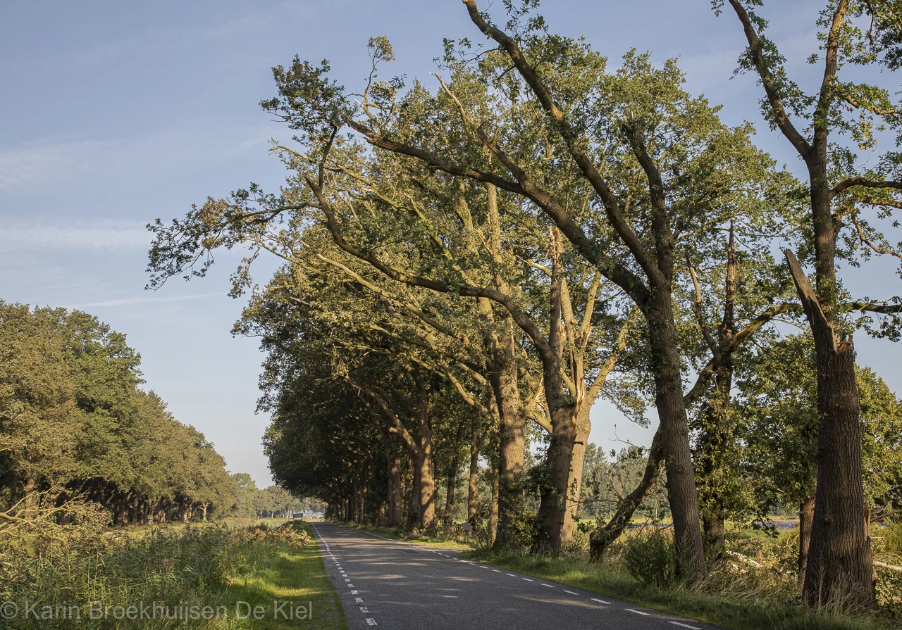 Het beeld van de bomen langs het kanaal - Karin Broekhuisen