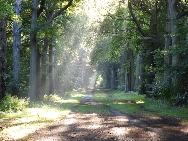 Zonneharpen in het bos - Chris Meewis