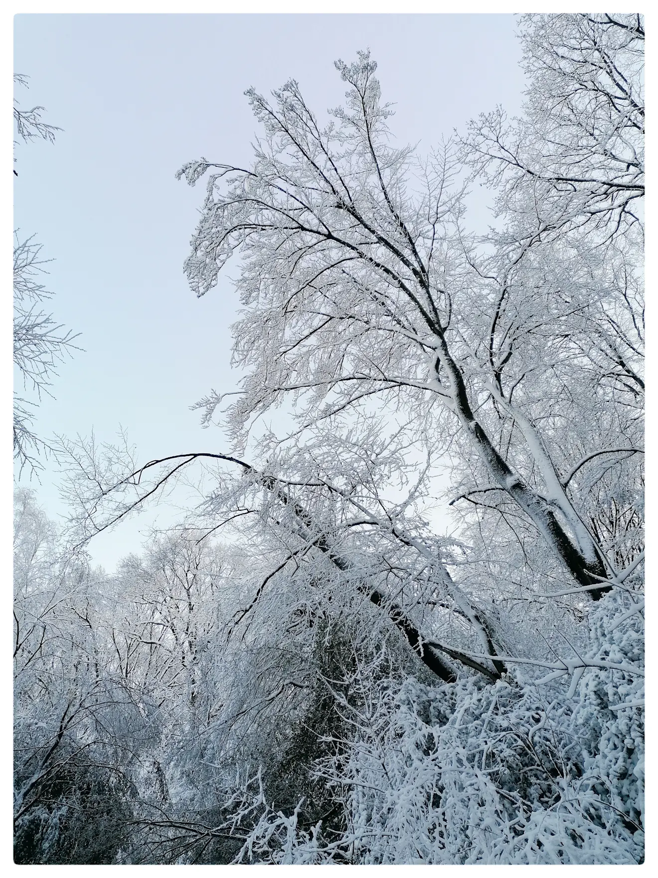 Ook deze bomen hebben het zwaar door het gewicht van sneeuw en ijs - Carlos Sour