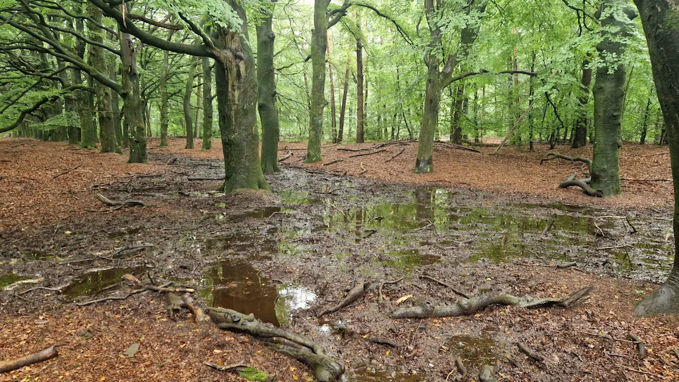 De bomen in het bos stonden vaak tot hun wortels in het water - Reinout van den Born