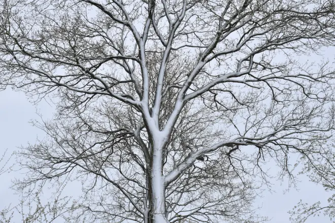 Ook in Beusichem kleurde de wereld door winterse buien een tijdje wit - Cynthia van Leusden