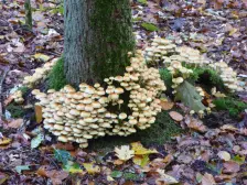 Paddenstoelen Chris