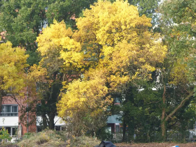 De herfstkleuren dringen meer en meer door - Chris Meewis