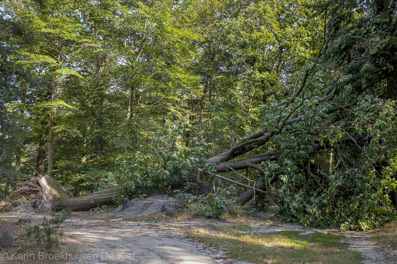 Een omgewaaide boom, middenin het bos - Karin Broekhuijsen