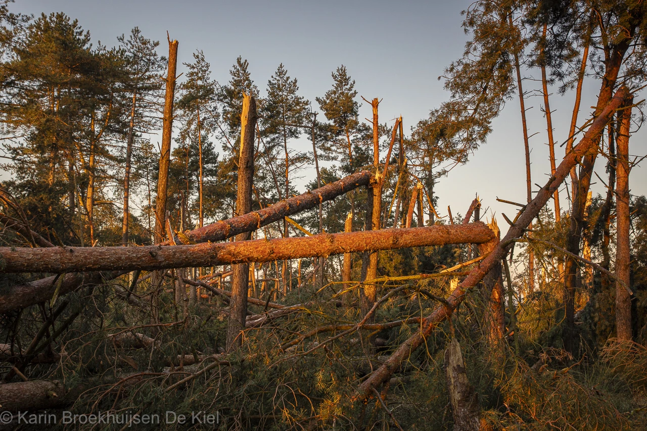 Schade op het Dwingelderveld - Karin Broekhuijsen