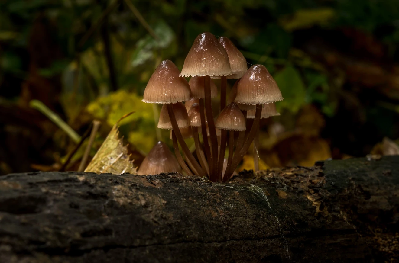 Een dorpje van paddenstoelen in het vocht - John Oomen